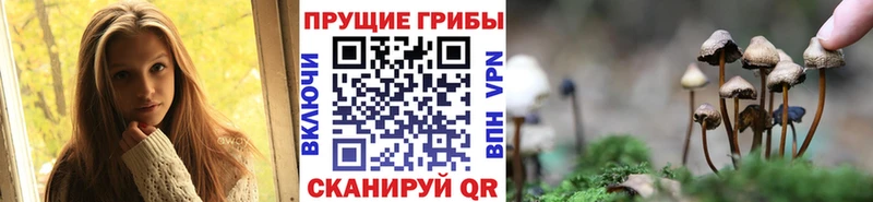 OMG маркетплейс  Серов  Псилоцибиновые грибы Cubensis  сколько стоит 